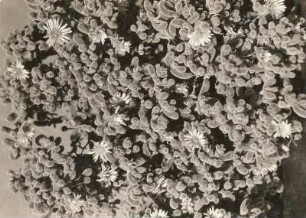 Südwestafrika (Namibia). Sukkulenten der Wüste Namib. Mesembryanthemum paxii