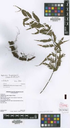 Asplenium tunquiniense M.Kessler & A.R.Sm. [paratype]