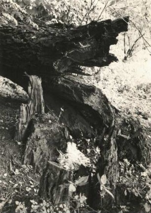 Pillnitz. Pillnitzer Elbinsel (Naturschutzgebiet). Gestürzter Baumriese
