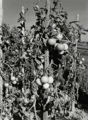 Insel Reichenau, Tomatenanbau