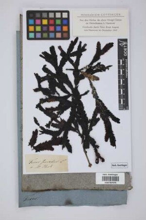 Fucus serratus L.