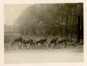 Rot- oder Edelhirsch : Wildgehege Moritzburg, Rudel Rot- oder Edelhirsche