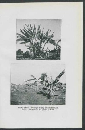 Oben: Banane, einjährige Pflanze mit Blütendolden. Unten: Zwergbanane mit Frucht. Itararé.