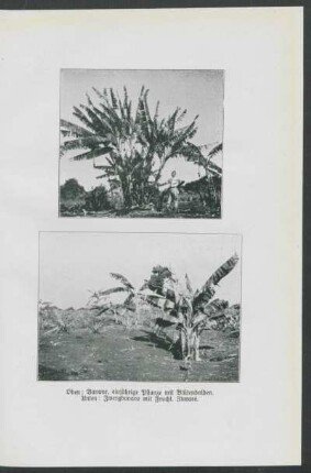 Oben: Banane, einjährige Pflanze mit Blütendolden. Unten: Zwergbanane mit Frucht. Itararé.