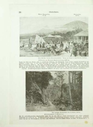 Küstenurwald in Kamerun