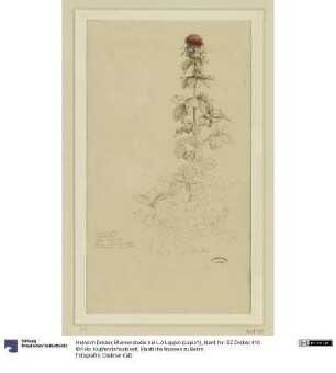 Blumenstudie bei L.d.Lappio (Lapio?)
