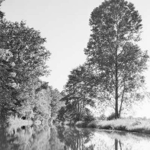 Trotzkefließ in Leipe. Bäume spiegeln sich im Wasser des Flusses. : Groble w Lipjem. Štomy špiheluja so we wodźe rěki.