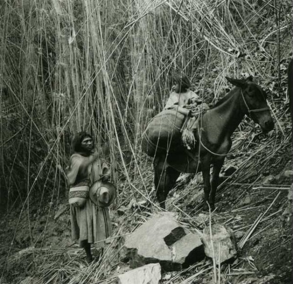 Arhuaco with son in dwarf bamboo thicket