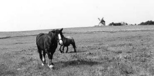 Hochkirch-Rodewitz. Erdholländer, Ansicht von Wawitz aus