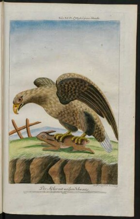 Der Adler mit weißen Schwanze