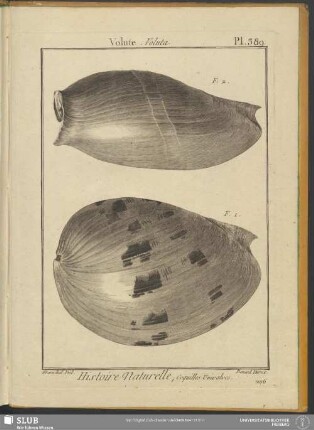 Pl. 389. Volute. Voluta