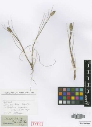 Dactylis hirta Schrad. [isotype]