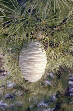 Meran (Italien): Zedernzapfen am Baum