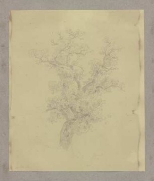 Alter Baum