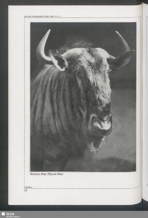 Streifen-Gnu (Blaues Gnu)