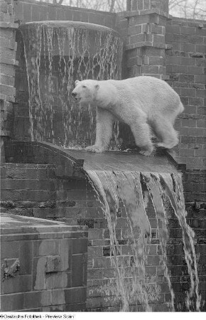 Eisbär im Zoo