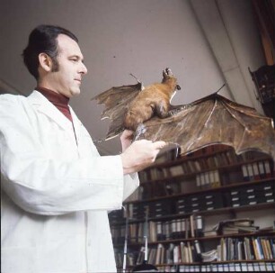 Saarbrücken. Zoologisches Institut der Universität des Saarlandes. Professor Werner Nachtigall nit einem präparierten Flughund