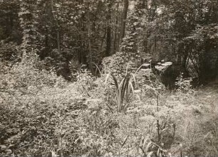 Frankenberg, Hechtteich : Mittelsächsisches Hügelland. Waldsumpf im "Hechtteich" oberhalb Frankenberg