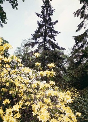Rhododendron, Schlossgarten Weesenstein : Gelbblühender Rhododendron. Standort Schlossgarten Weesenstein