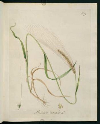 Hordeum distichon L.