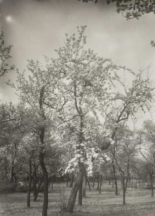 Blühender Birnbaum (Leipzig-Leutzsch, Am Wasserschloß)