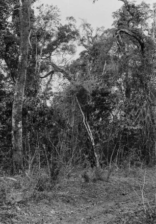 Wald : Blick auf den von Menschenhand noch unberührten Wald an der Grenze zum Kulturland der Kolonisten.