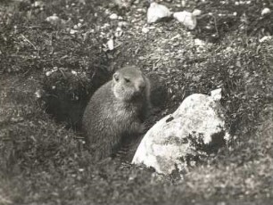Alpenmurmeltier (Marmota marmota L.) kommt aus dem Bau