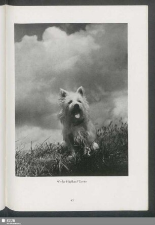 Weißer Highland-Terrier