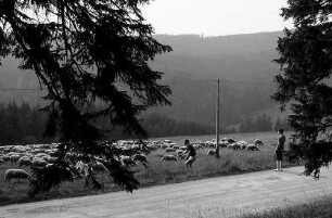Schafherde am Lachenwasen bei Todtnauberg mit Personen im Hintergrund