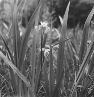 Sumpf-Schwertlilie : Sumpf-Schwertlilie (Iris pseudacorus Linnaeus), auch als Wasser-Schwertlilie bekannt.