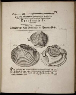 Siebentes Geschlecht der zwoschalichten Conchylien. Venusmuscheln.