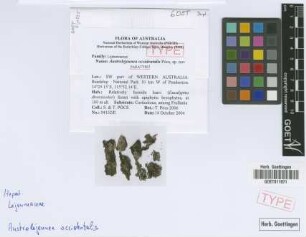Austrolejeunea occidentalis Pócs [paratype]