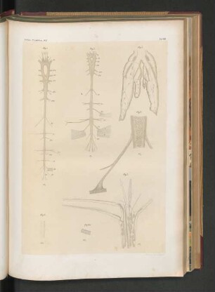 Nordsee-Expedition 1872. Zoologie, Taf. VIII.