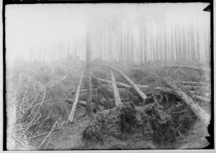 Sturmschäden; Wald mit umgestürzten Bäumen (Sigmaringen Richtung Bingen)