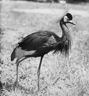 Kronenkranich (Balearica pavonina L.) : Breslau (Wroclaw/Polen). Zoologischer Garten. Kronenkranich (Balearica pavonina L.)