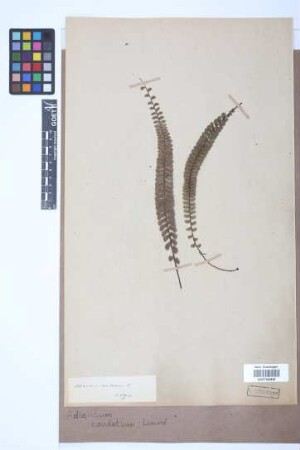 Adiantum caudatum L.