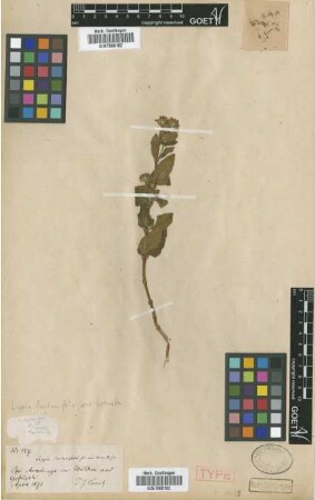 Lippia lantanifolia Griseb. var. Griseb. crenata[type]