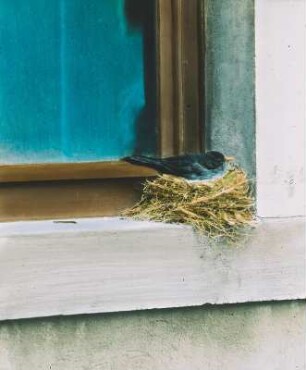 Vögel. Amsel (Turdus merula). Männchen beim Brüten