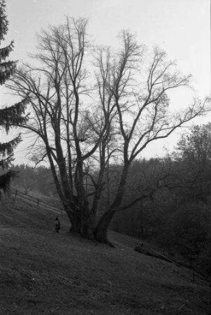 Wessobrunn: die 100-jährige Linde