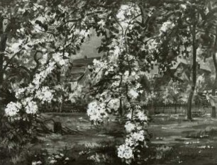 Birnbaum in Blüte