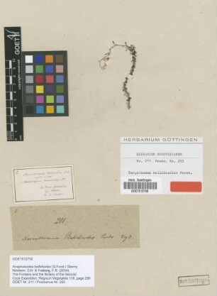 Xeranthemum bellidioides G.Forst. [type]