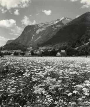 blühende Bergwiesen, Freienbach bei Oberriet