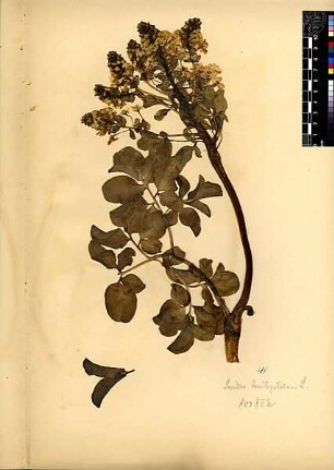 Berberidaceae Leontice leontopetalum Linné, Carl von (1707 - 1778)