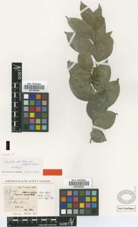 Drypetes alba Poit. var. latifolia Griseb.[lectotype]