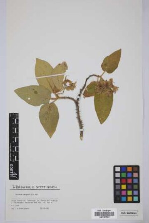 Solanum vespertilio Aiton