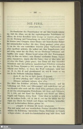 Die Pinie