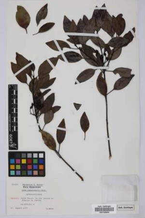Ilex canariensis canariensis Poir.