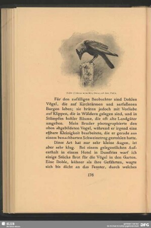 Dohle, Colaeus monedula, Linn., auf dem Pfahle