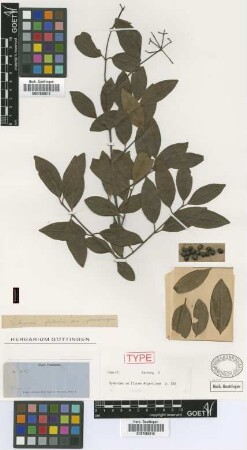 Viburnum glabratum Kunth var. sphaerocarpum Griseb.[syntype]