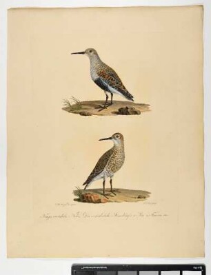 Triga variabilis. Nobis. Der veränderliche Strandläufer. 1. Mas. 2. Femina iuv. - Alpenstrandläufer. Calidris alpina; mas. fem juv. - Zeichner: Johann Mathias Hergenröder; Stecher: Johann Carl Bock